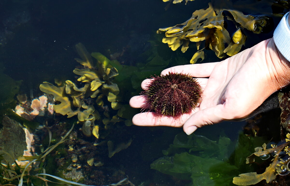 Морской ёж дальневосточный. Сахалин. - Ирина Нафаня Морской ёж дальневосточный. Сахалин. - Ирина Нафаня