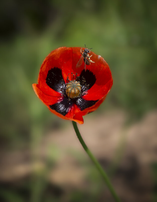 Мак. - Александр. AVG100 ---