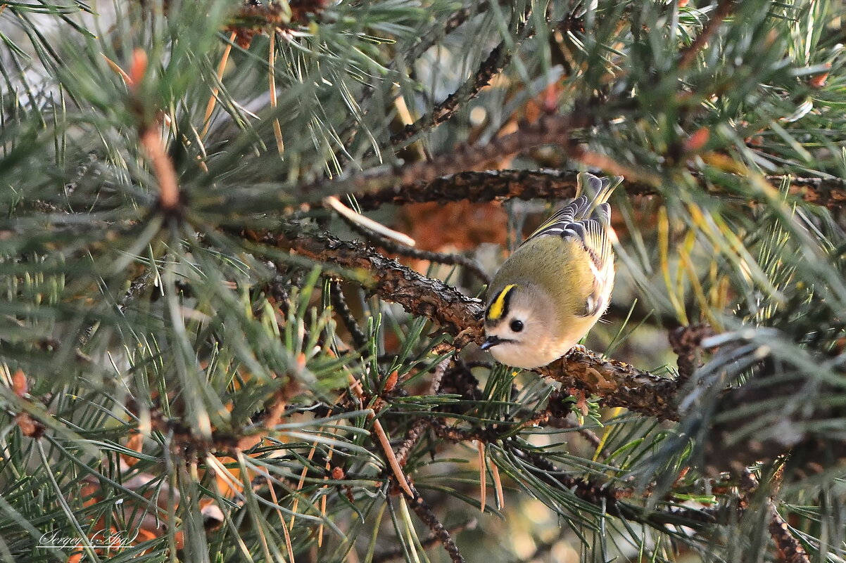 Королёк. - Sergey (Apg)