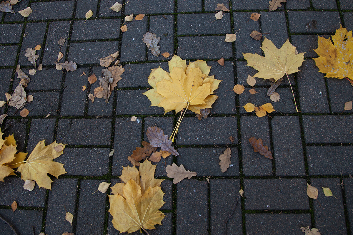 "Осенняя почта под ногами". - Лилия *