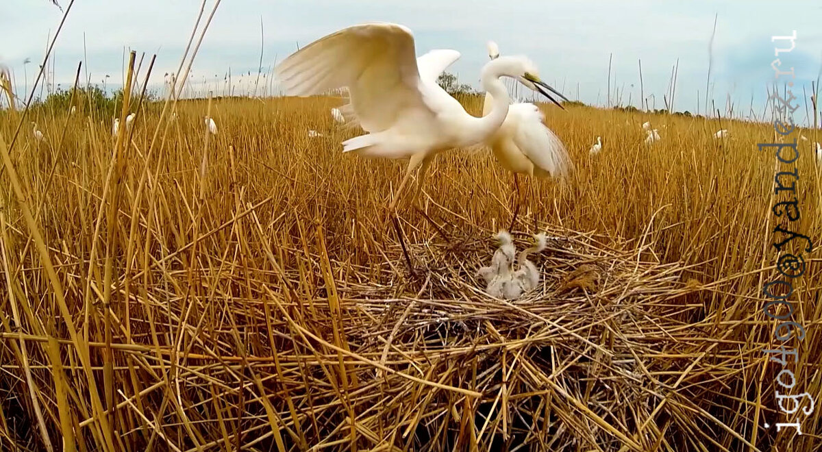 Из Серии __В заповедных Лесах __ A keepsake photo ((.... фото на память )) - Игорь Пляскин