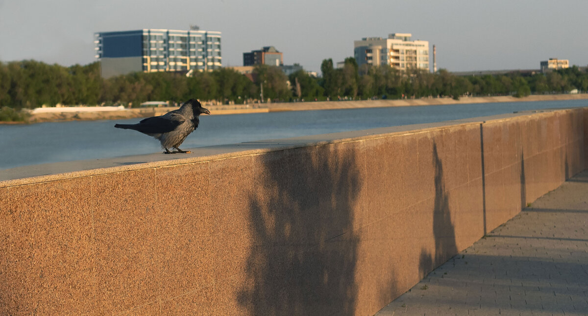 *** - Елена Алексеева