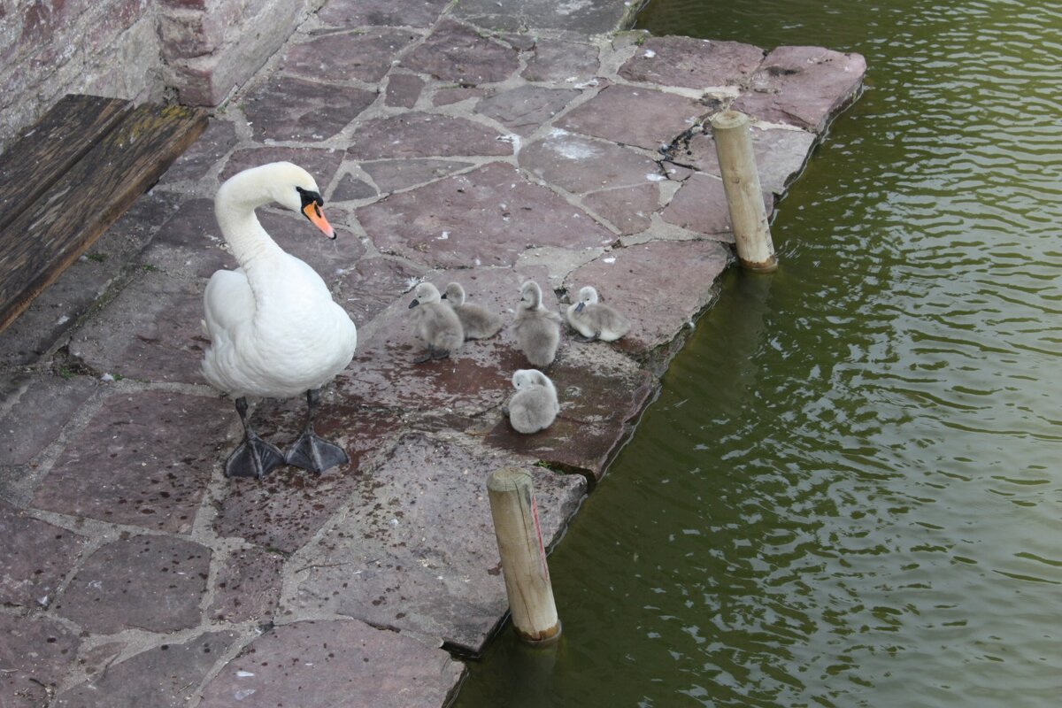 Дружная семейка - Маргарита Б
