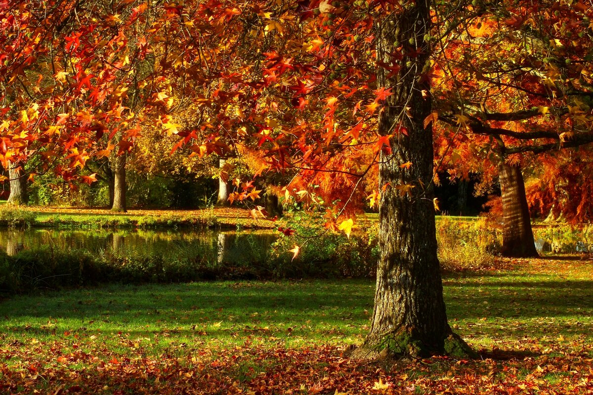 Горит ноябрь яркою листвой - Юрий. Шмаков Горит ноябрь яркою листвой - Юрий. Шмаков