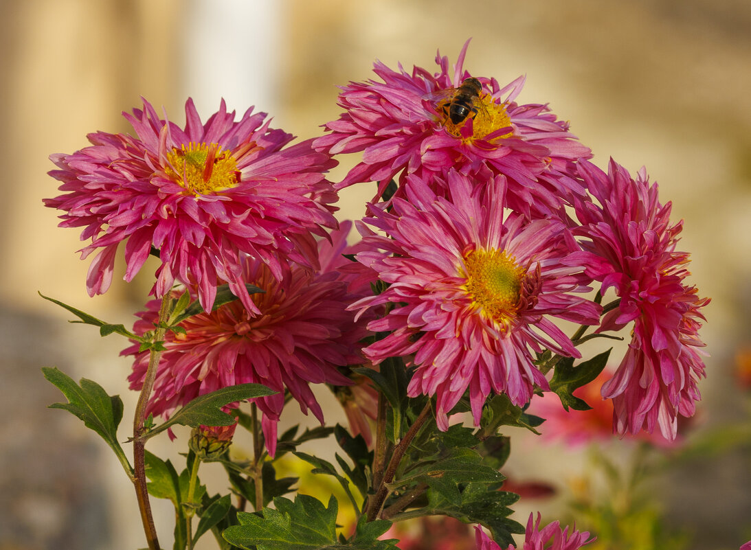 Последние букеты клумб. - Светлана Тихонина