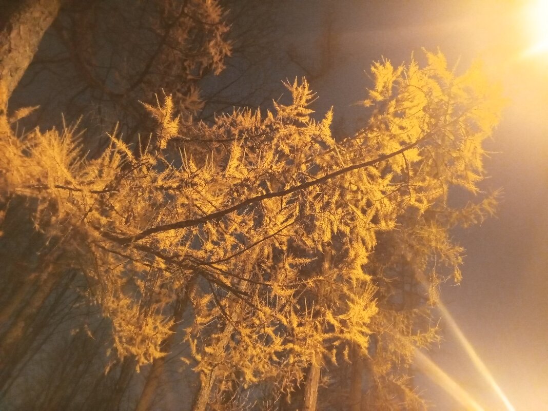 Лиственница - Сапсан 