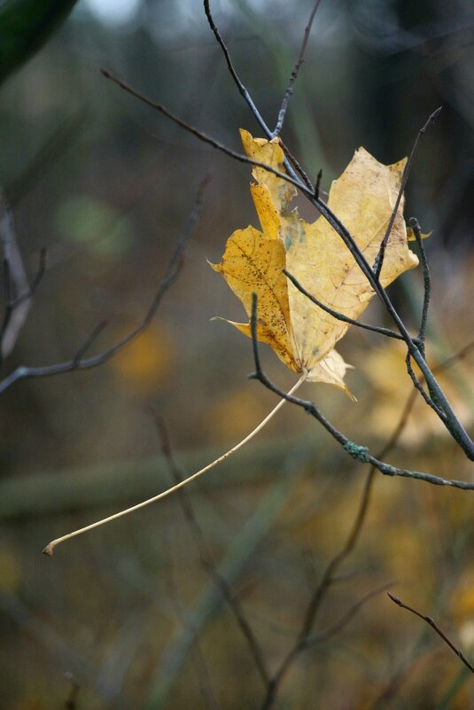 Застрял... - Наталья Герасимова