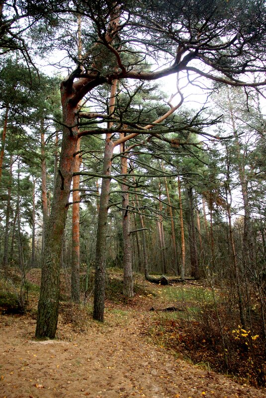 Репино - Наталья Герасимова