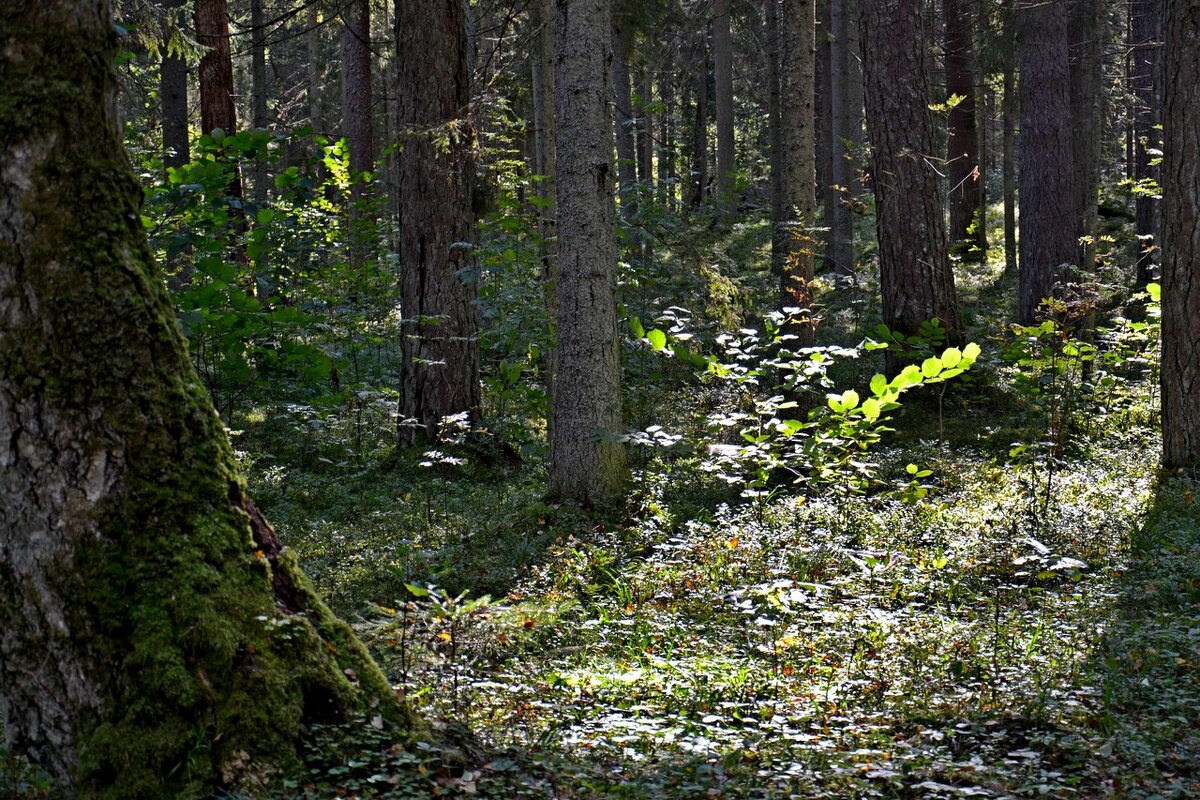 МИХАЙЛОВСКОЕ. - Виктор Осипчук