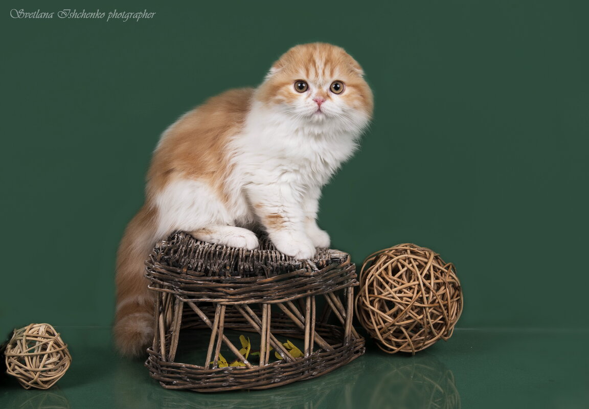 ... - Светлана Ищенко ... - Светлана Ищенко