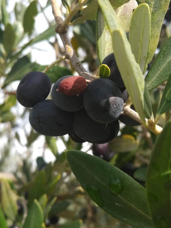 Ветка оливы - Натали 