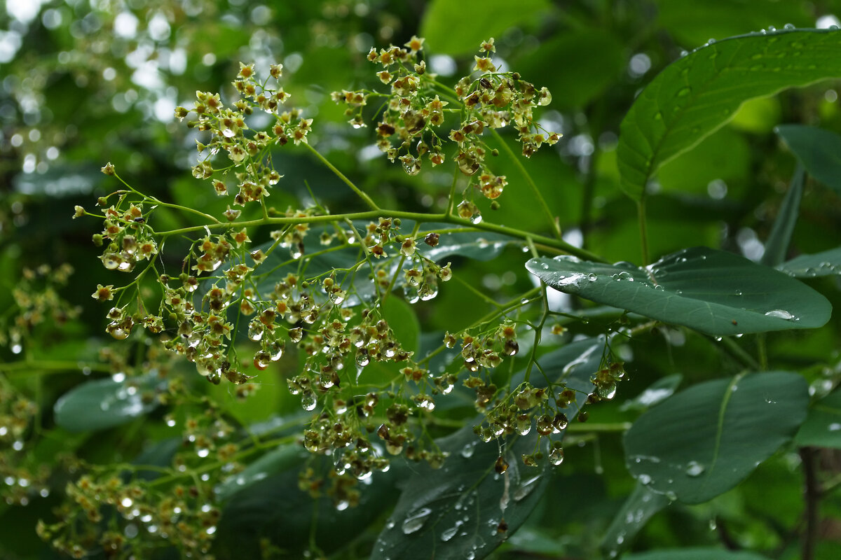 После дождя - Александр Лычагин