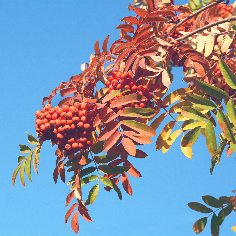 "В лесах заохрилась рябина..." - Михаил Белоусов "В лесах заохрилась рябина..." - Михаил Белоусов