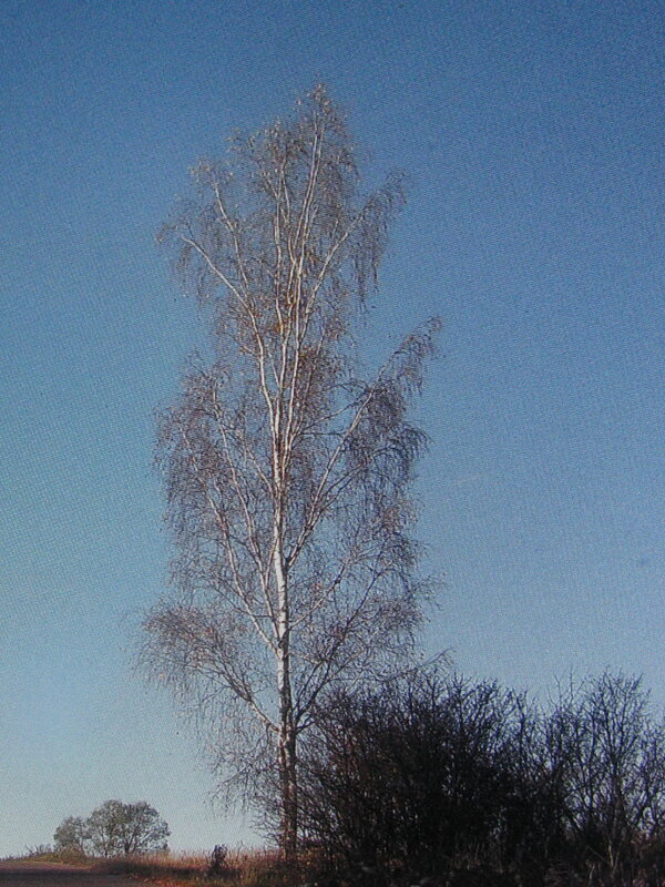 Одинокая берёзка - Людмила Смородинская
