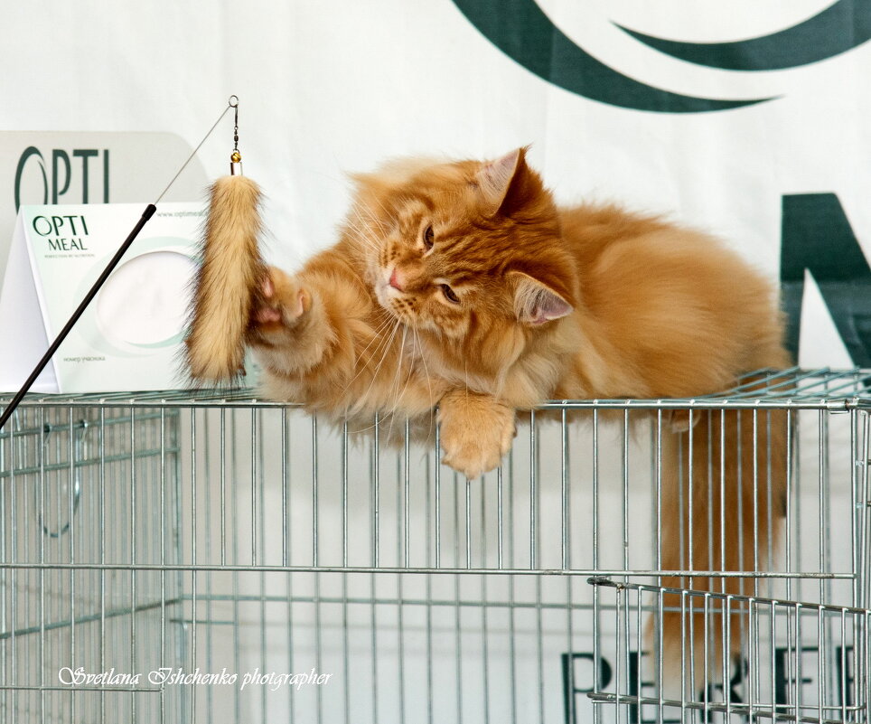 Рыжик на выставке - Светлана Ищенко