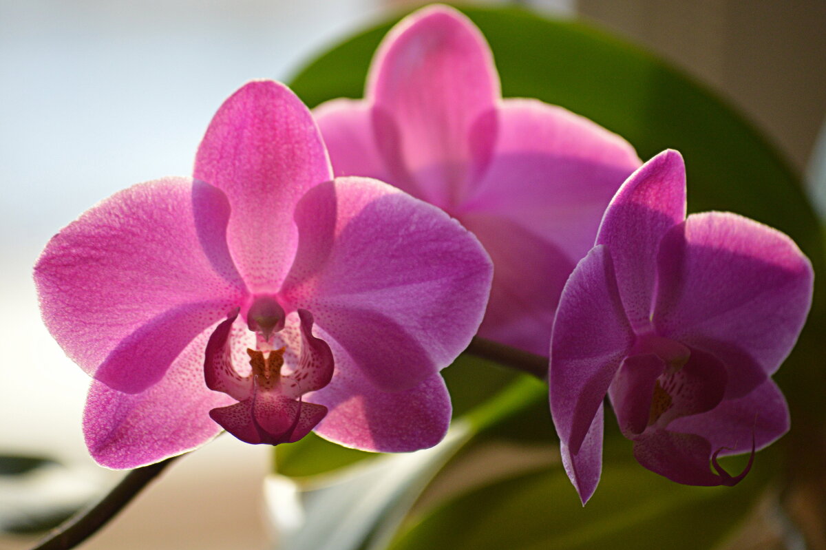 Декабрь - зацвели орхидеи - Татьяна Лютаева