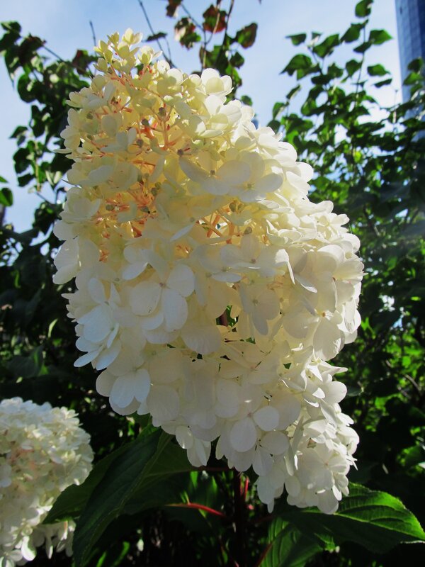 прекрасная гортензия - Елена Шаламова