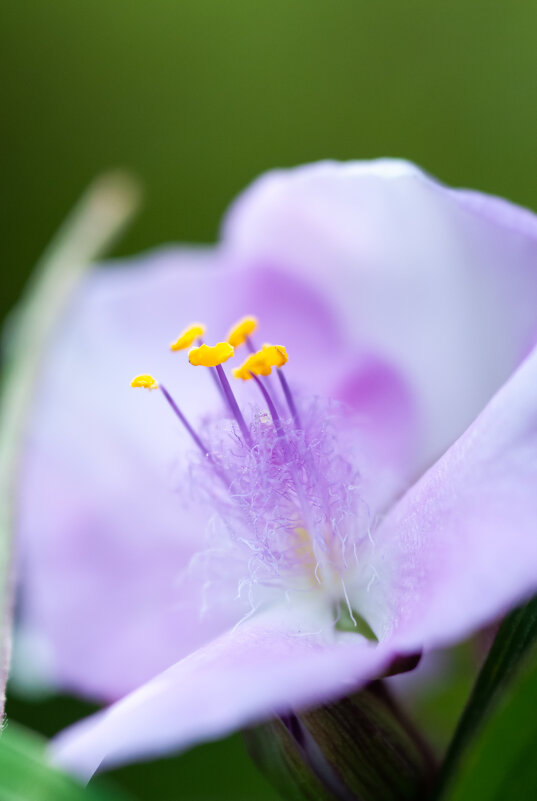 Пестики и тычинки - Олег Загорулько
