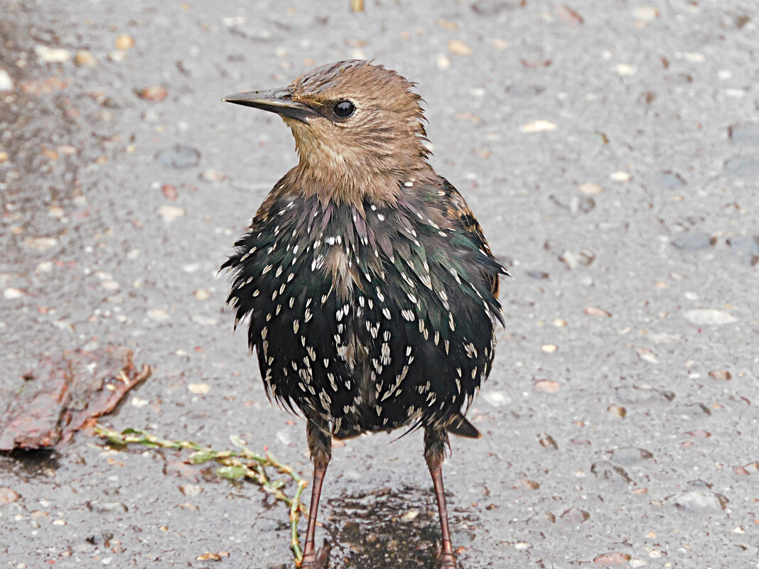 Скворец - Лина 
