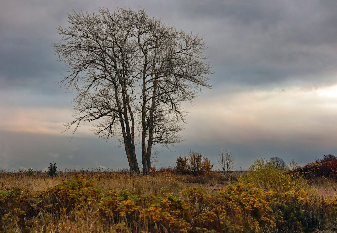 Морские дубки - skijumper Иванов