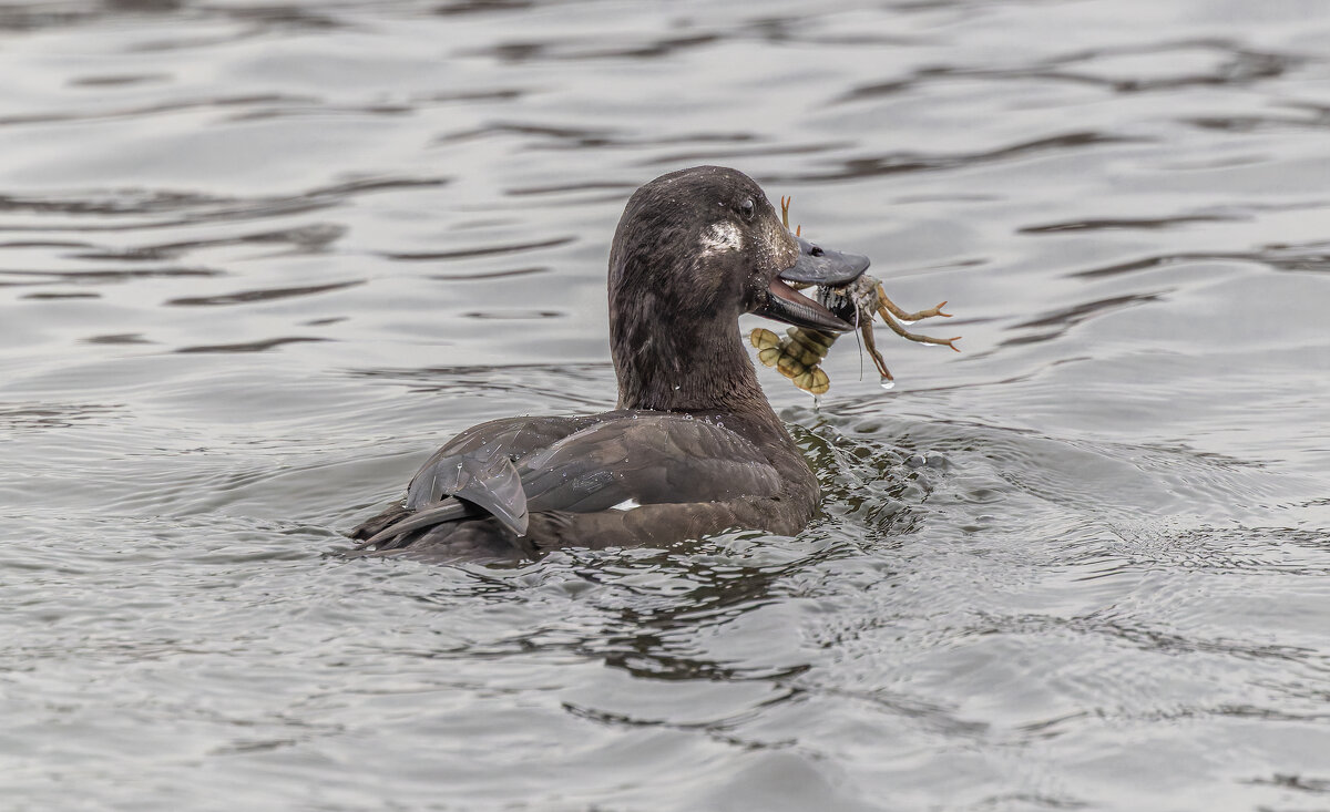 Windows - юрий макаров