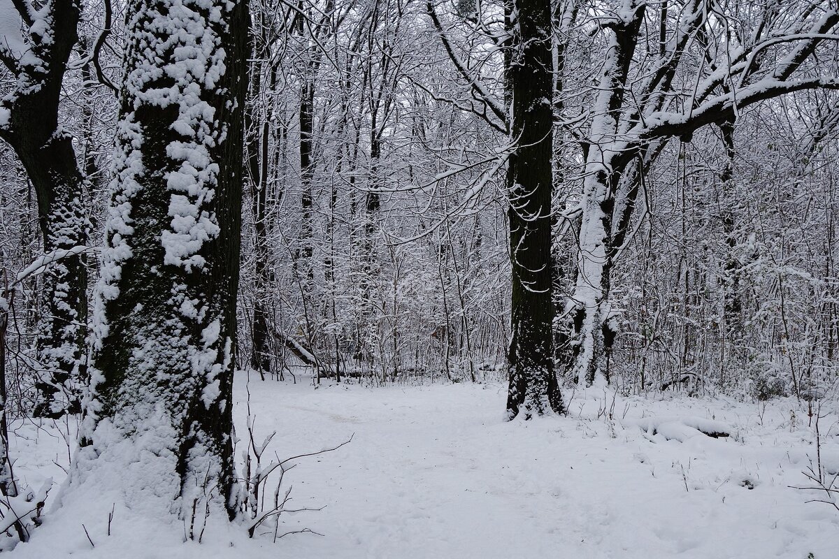 Снежный ноябрь - Рита Симонова
