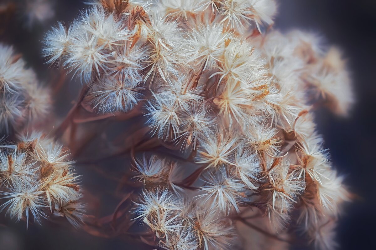 Василистник белый - Оксана Н.