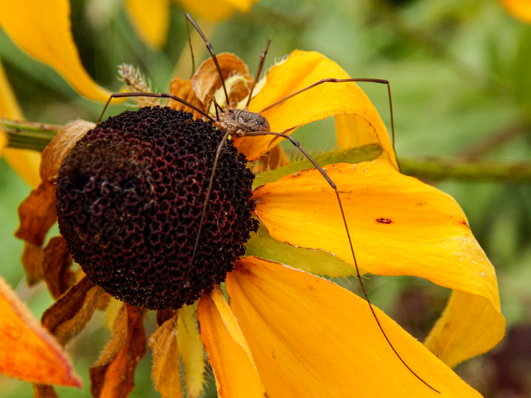 Это мой цветок - Александр Ковальчук Это мой цветок - Александр Ковальчук