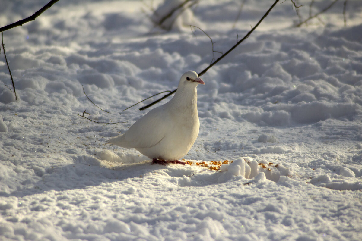 Белый на белом. - Александр 