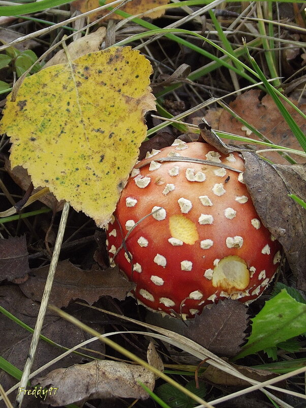 Осенний мухомор - Freddy 97