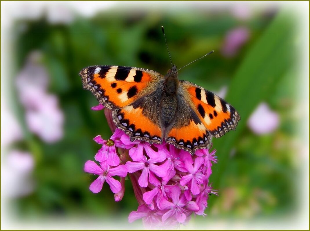Бабочка крапивница ... - Валентина Надсон