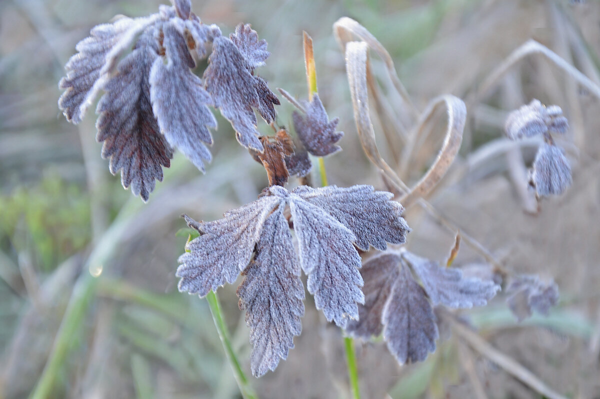 Листочки поутру все в инее...видЕнья дИвные... - Надежда Куркина Листочки поутру все в инее...видЕнья дИвные... - Надежда Куркина