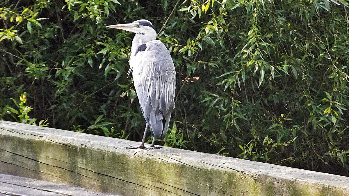 Созерцание - Hope 
