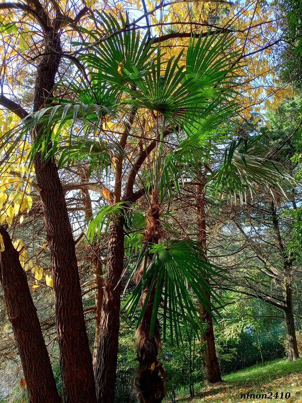 Адлер. Пансионат "Орбита" - Нина Бутко