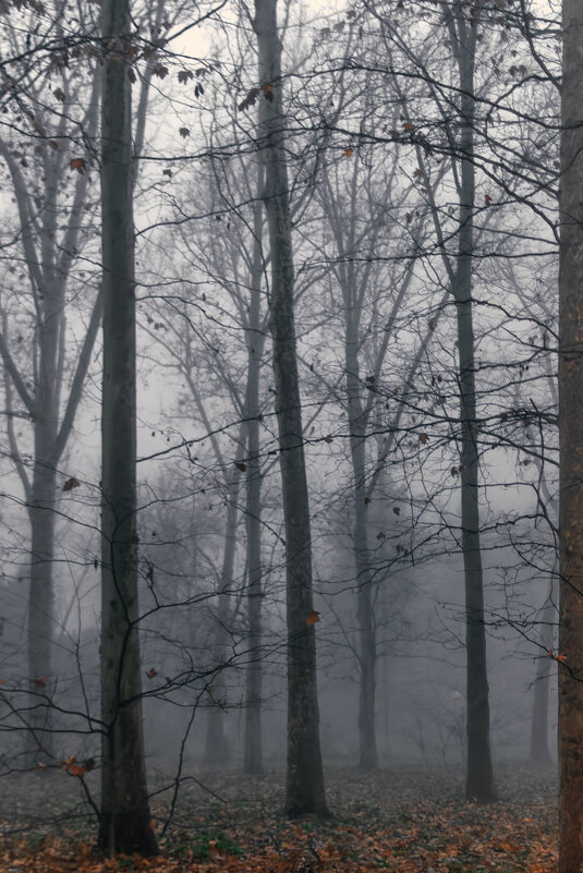 *** - Игорь Протасов