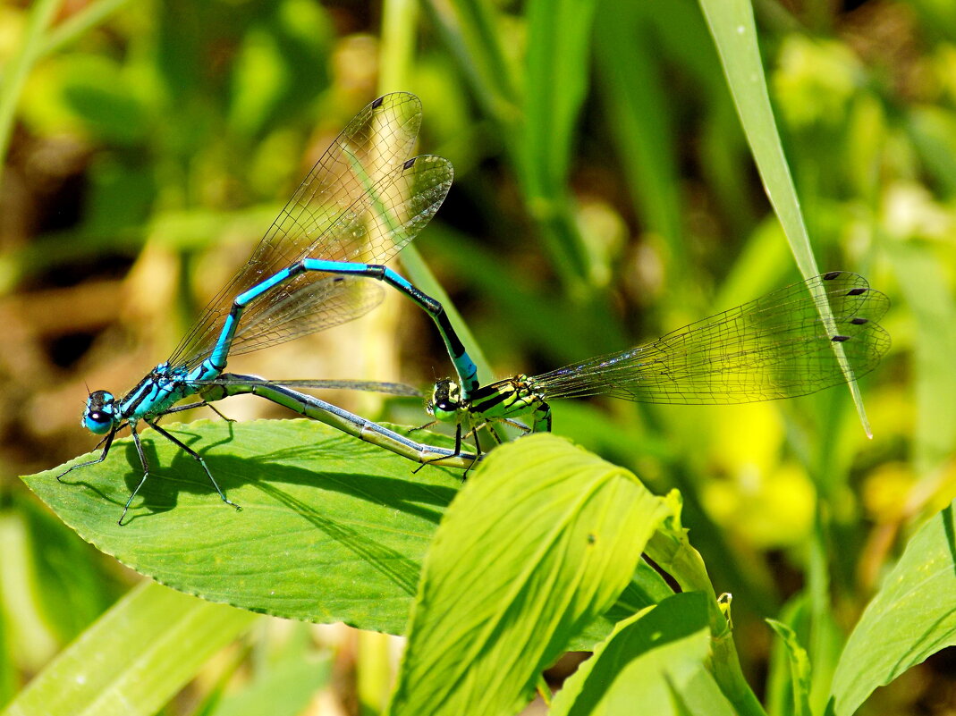 Летние стрелки - Константин Штарк