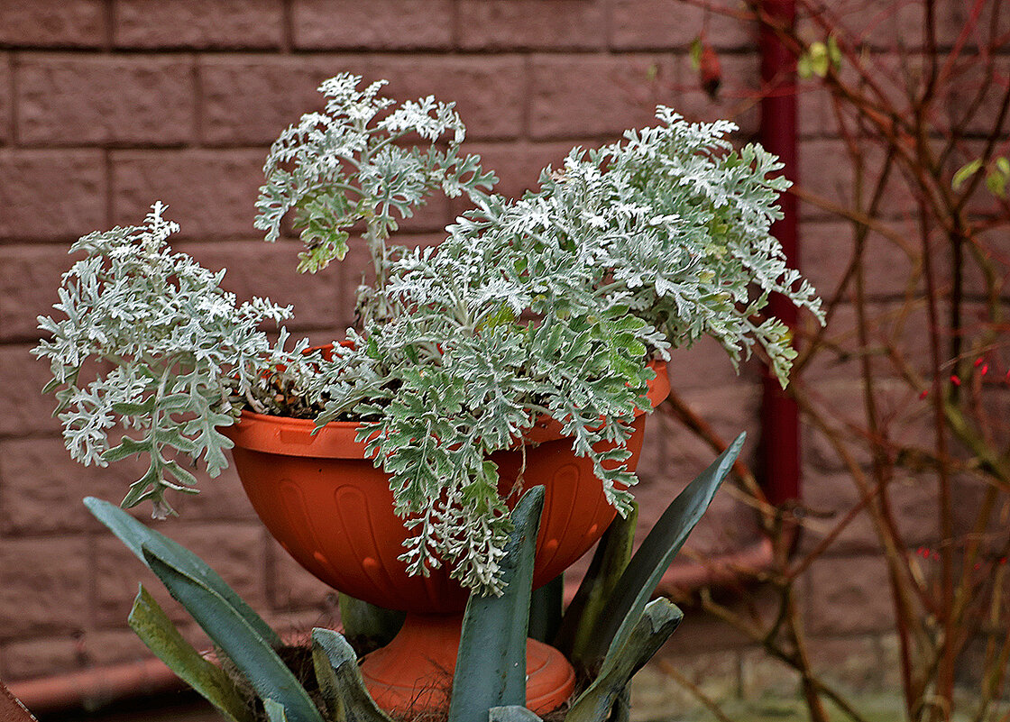 Цинерария приморская в декабре - Светлана 