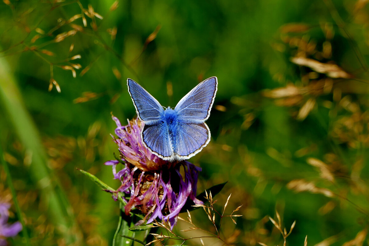 опять про бабочек...129 - Александр Прокудин