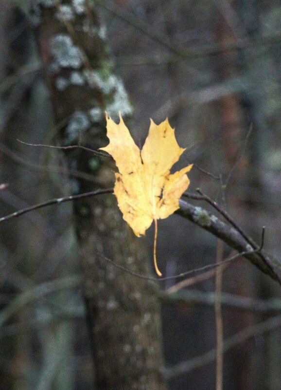 *** - Наталья Герасимова