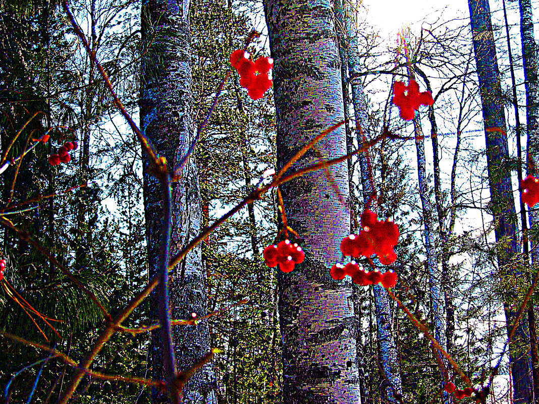 Зима...Калина красная в тайге! - Владимир 