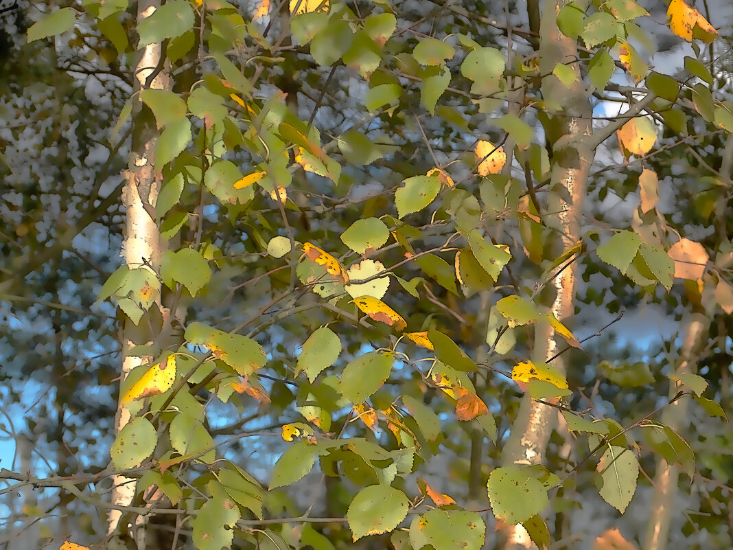 Листья на  ветру - Фотогруппа Весна