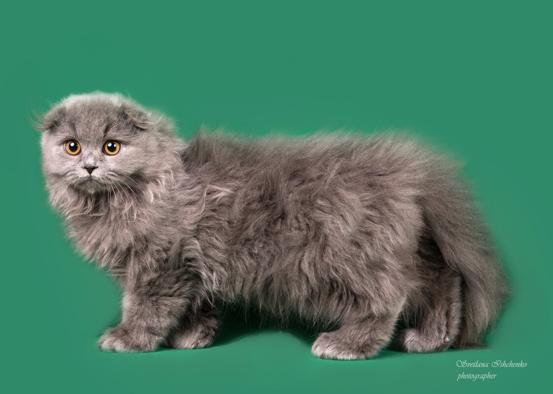 ,,, - Светлана Ищенко