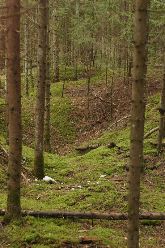 Лес - fogmeadowww m