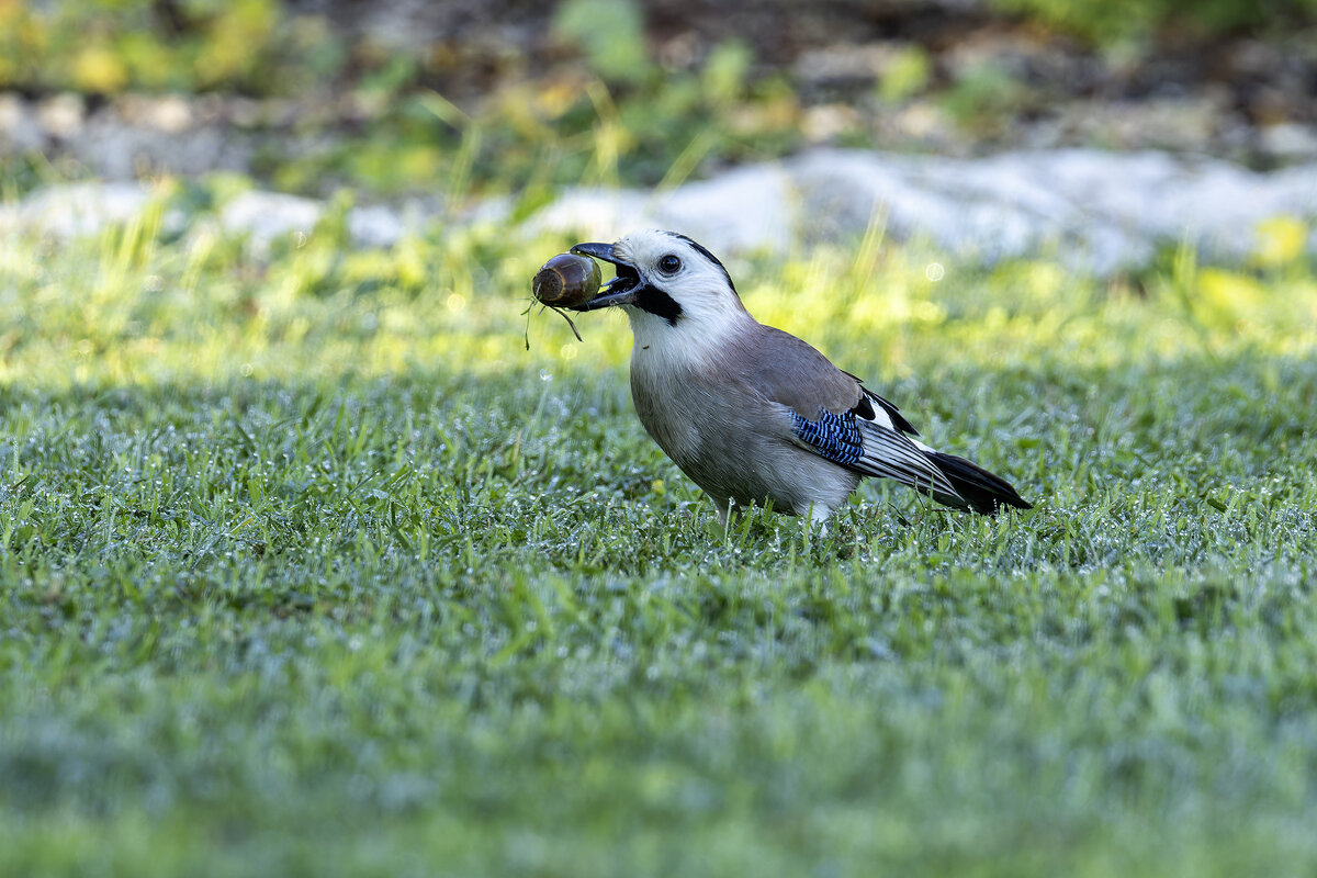 Сойка. - Alexander Amromin