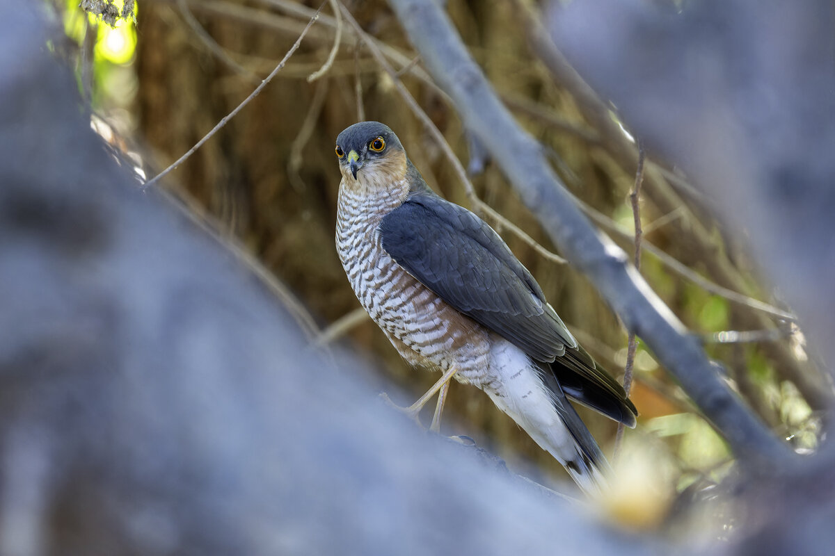 Ястреб-перепелятник. - Alexander Amromin