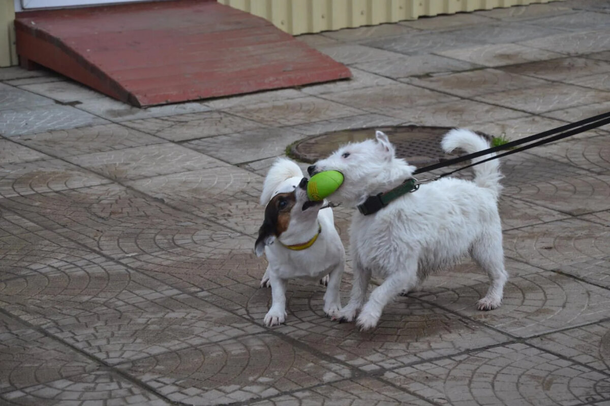 Дистанционно управляемые "регбисты" - Надежда 
