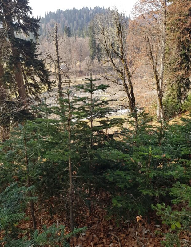 Абхазия - Tata Wolf