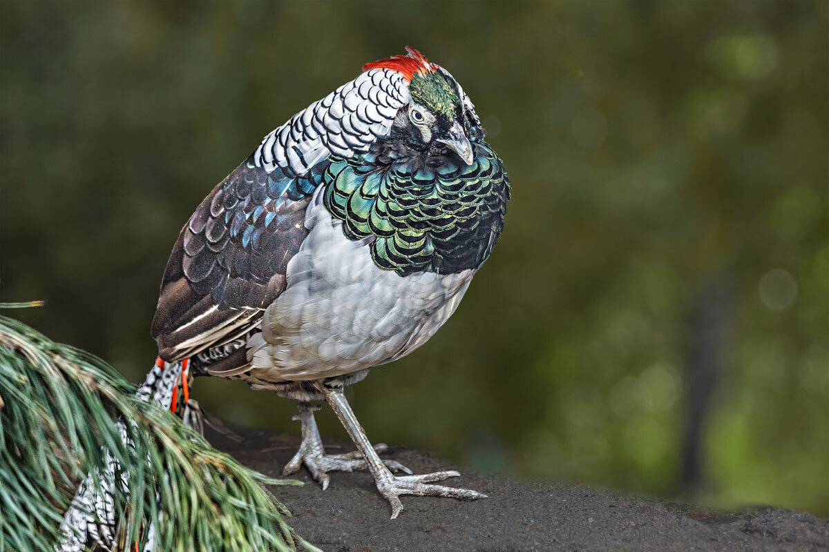 Алмазный фазан - SanSan 