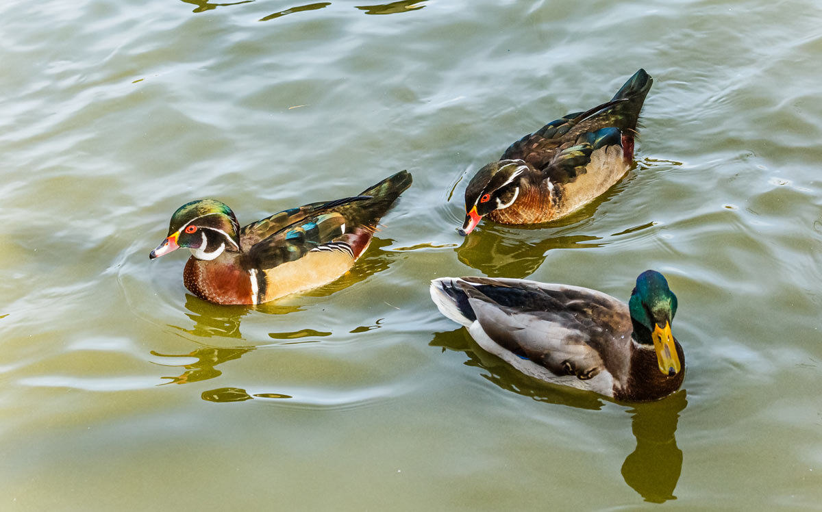 Каролинка - SanSan 