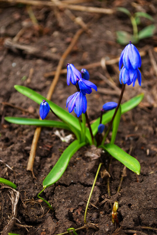 Пролеска - Александр Лычагин